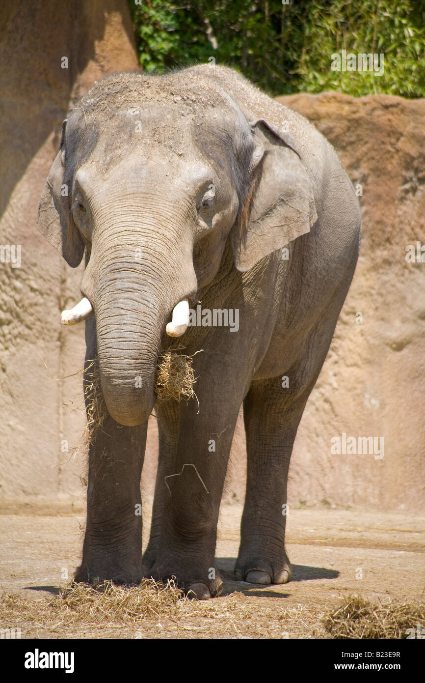 Elephant St Louis Zoo Stock Photo - Alamy
