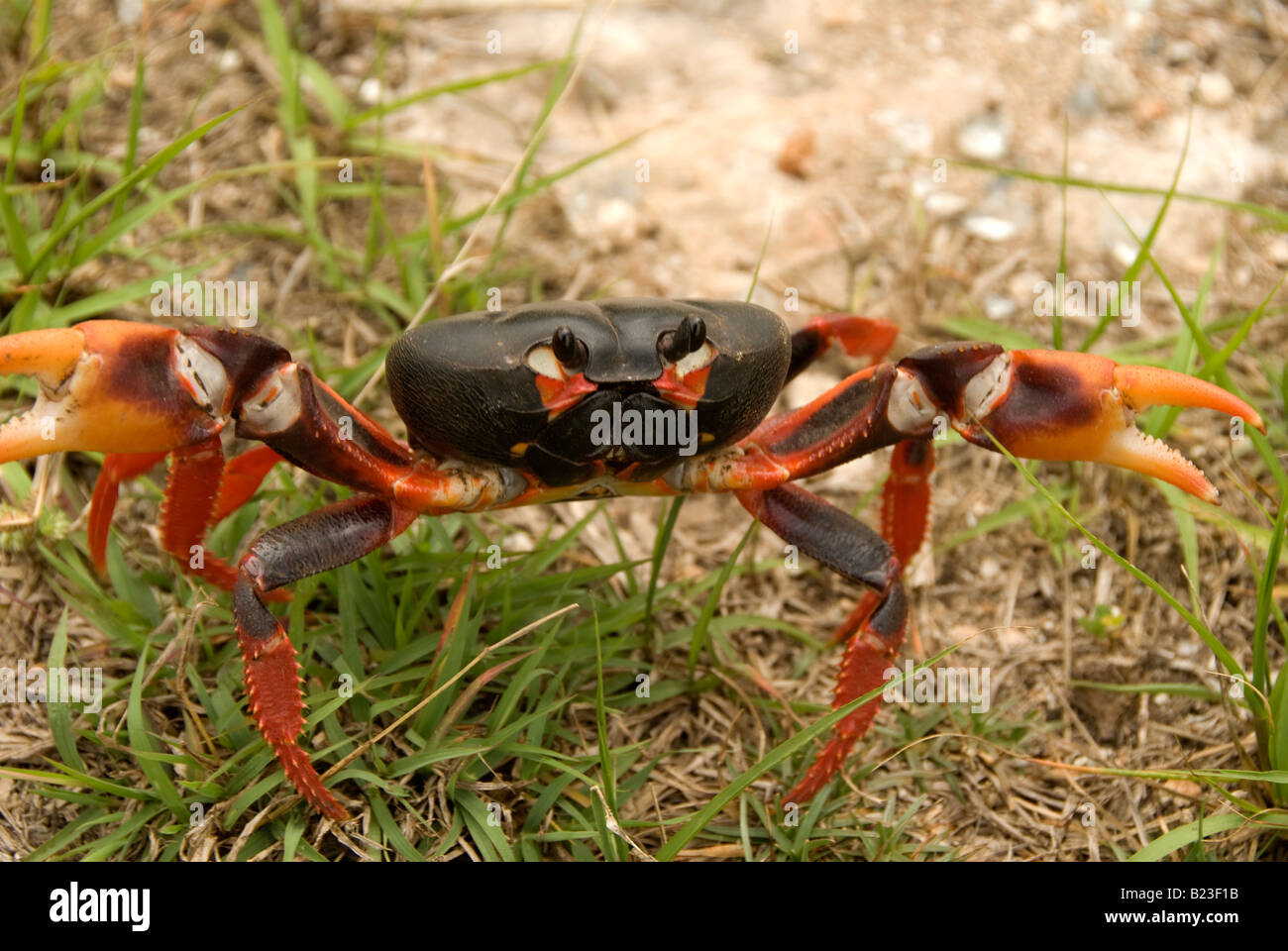 Gecarcinus ruricola – land crab, Cuba Stock Photo