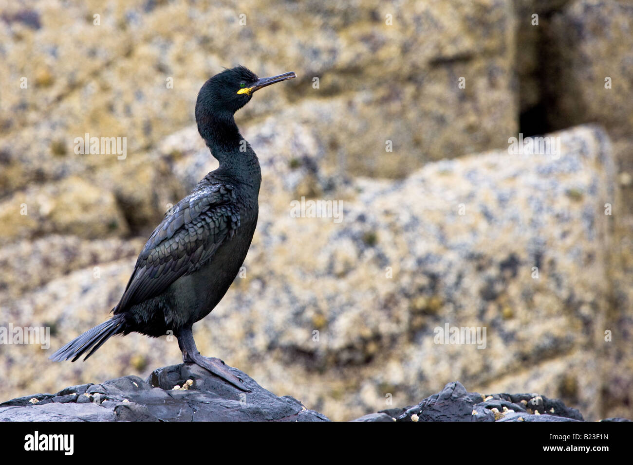 Shag Phalacrocoracidae Cormorant on a rock Stock Photo