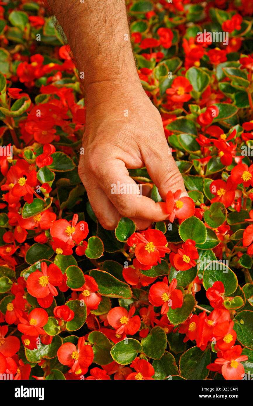 Picking edible flowers for restaurants. Balaguer Lleida Catalonia Spain Stock Photo
