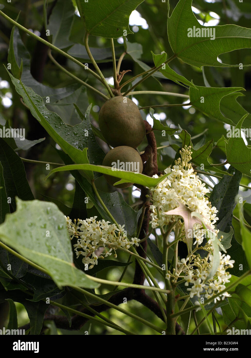 Candlenut kukui hires stock photography and images Alamy