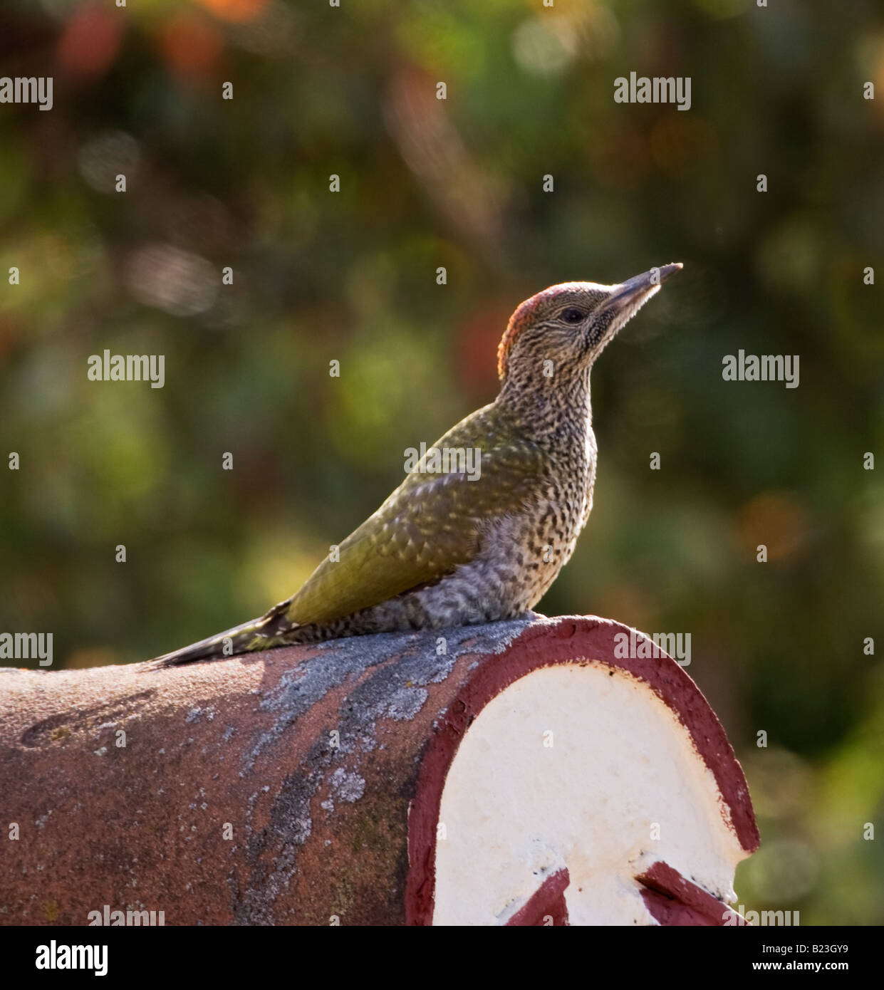 Baby Woodpecker Stock Photo