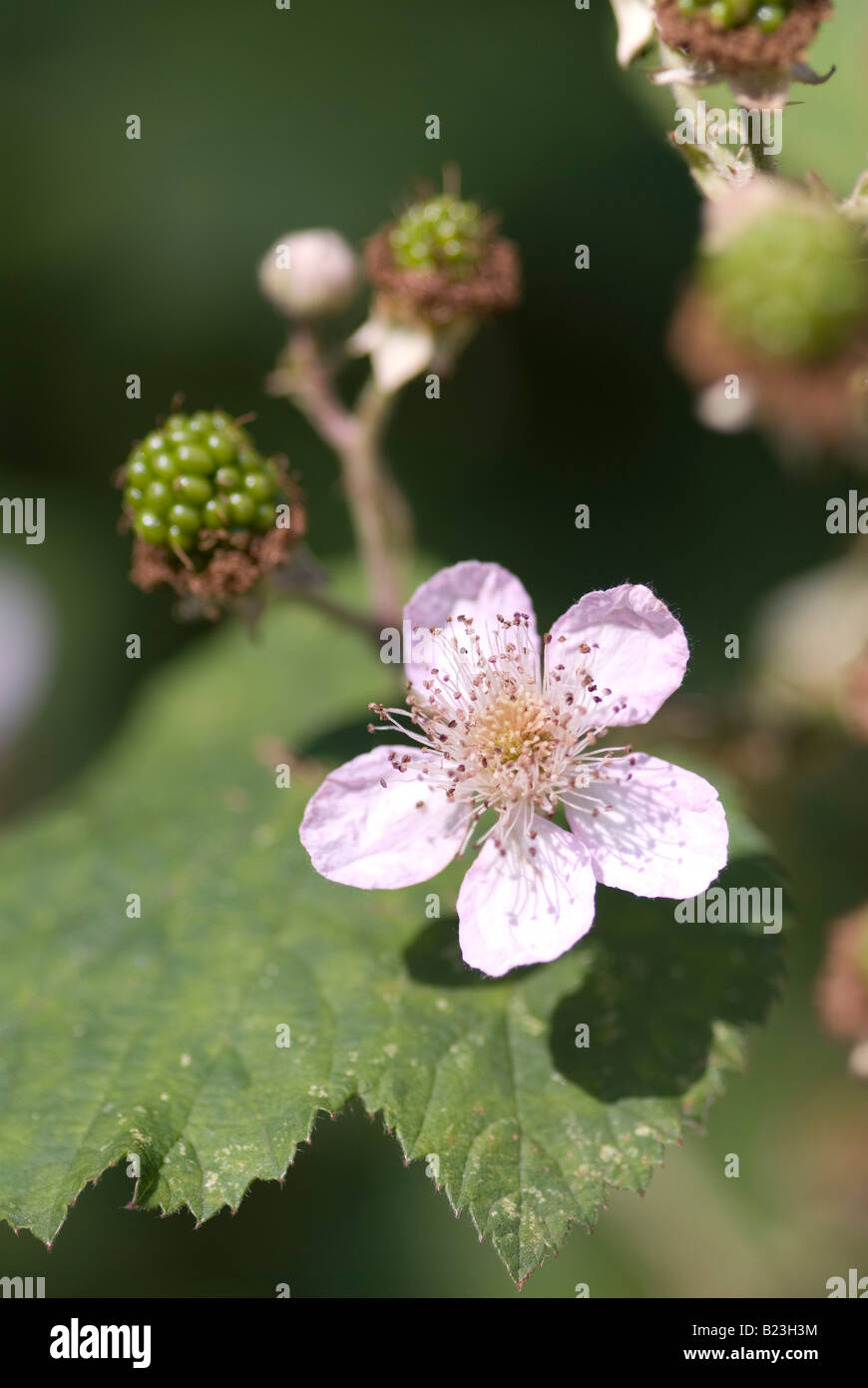 wild blackberry with flower, leaf and unripe berry Stock Photo