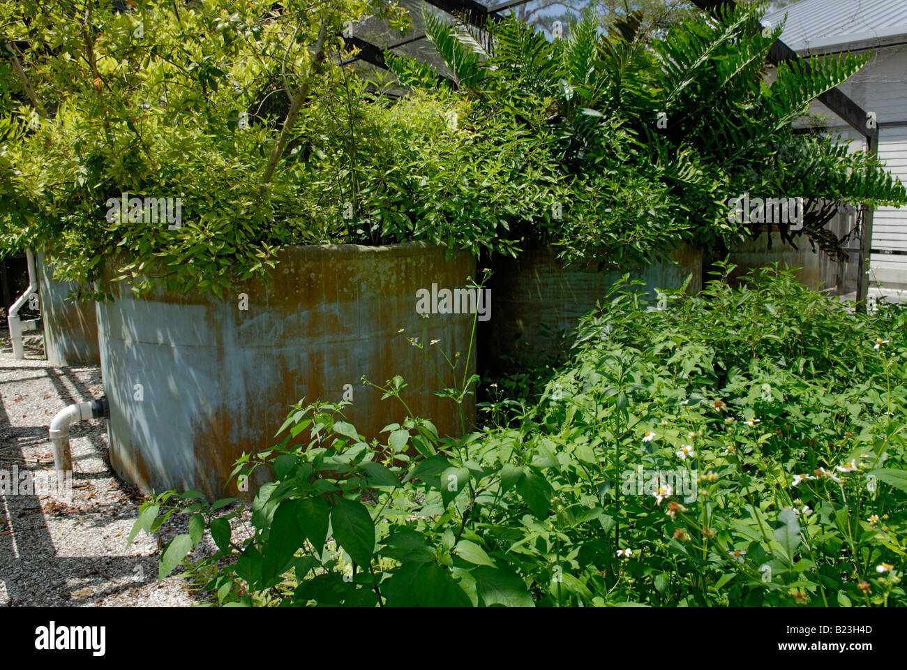 'Living Machine' natural wastewater treatment, Corkscrew Swamp Audubon Sanctuary Stock Photo