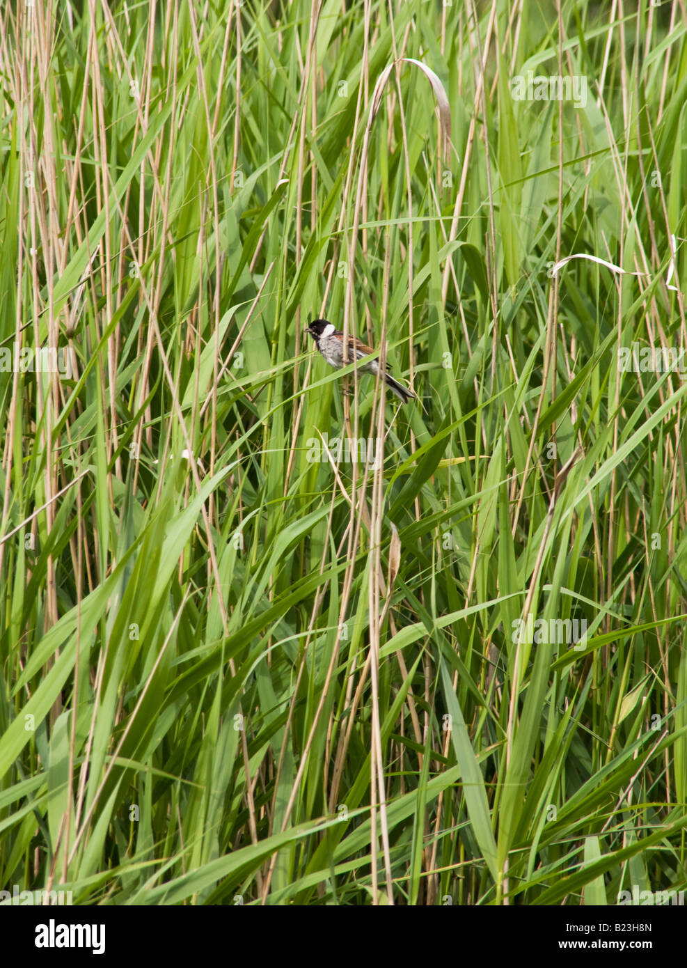 Reed Bunting bird clinging on tall grass Stock Photo