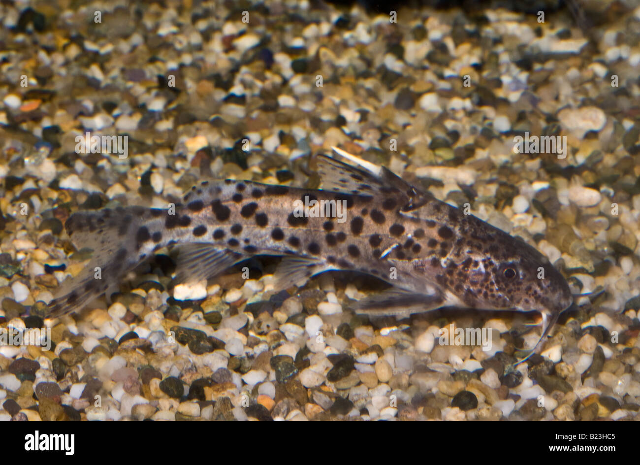 Malawi lake catfish hires stock photography and images Alamy