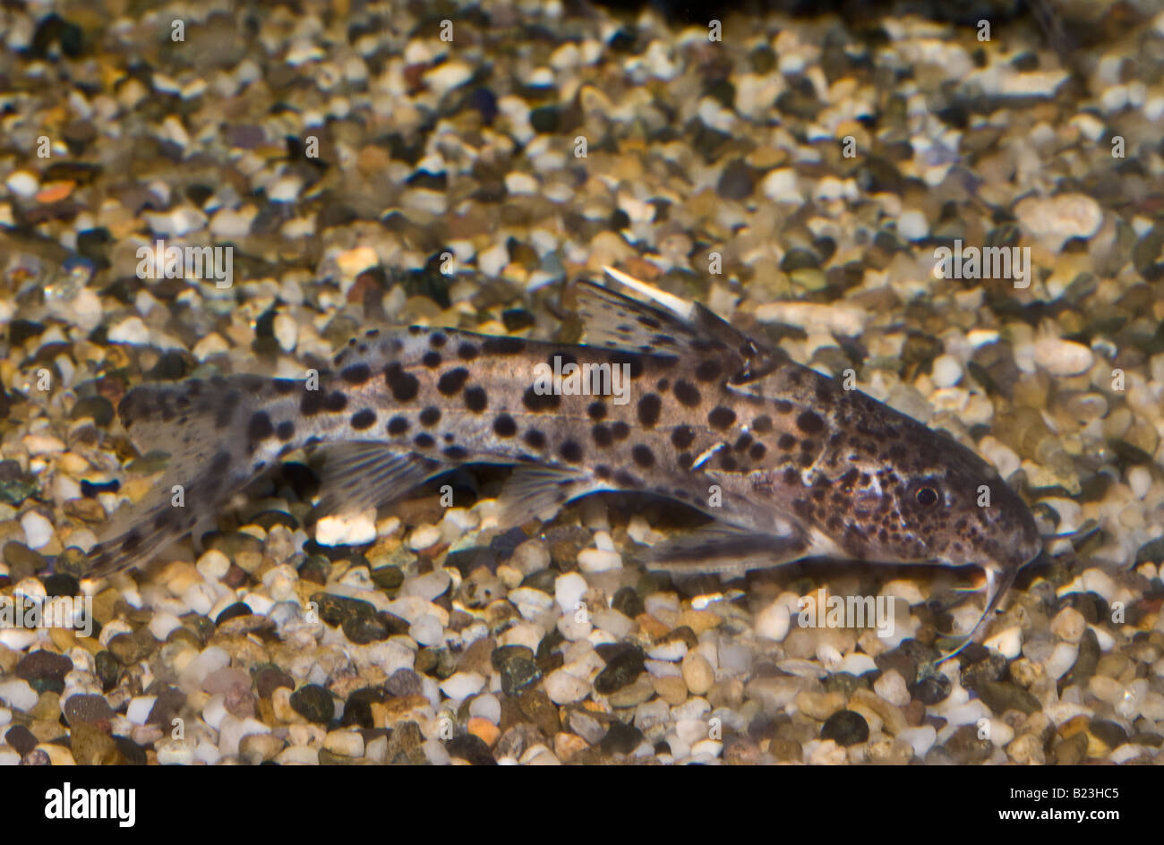 Synodontis niassae, malawi Lake Catfish, Africa Stock Photo