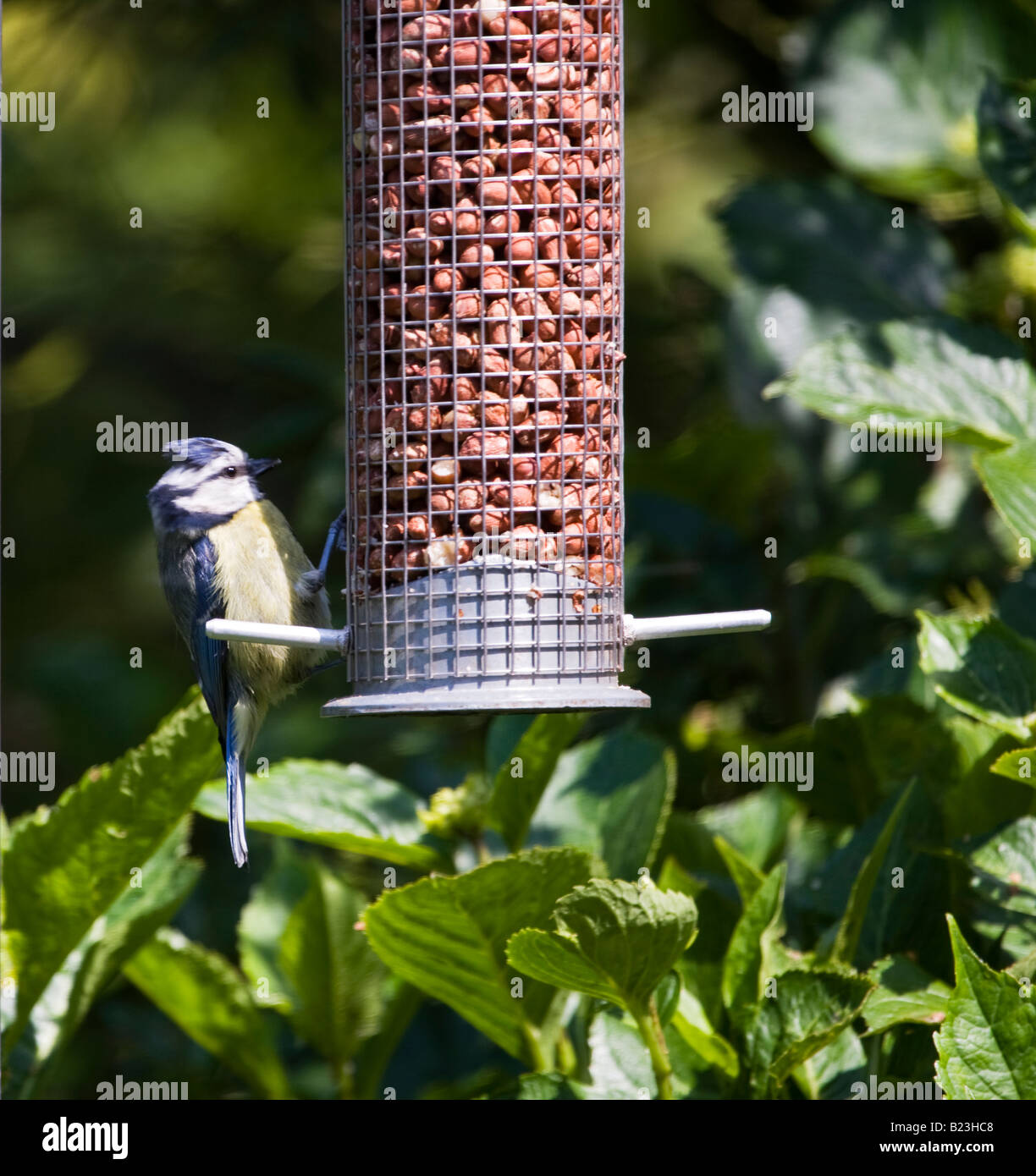 Blue tit bird feeding on peanut feeder Stock Photo