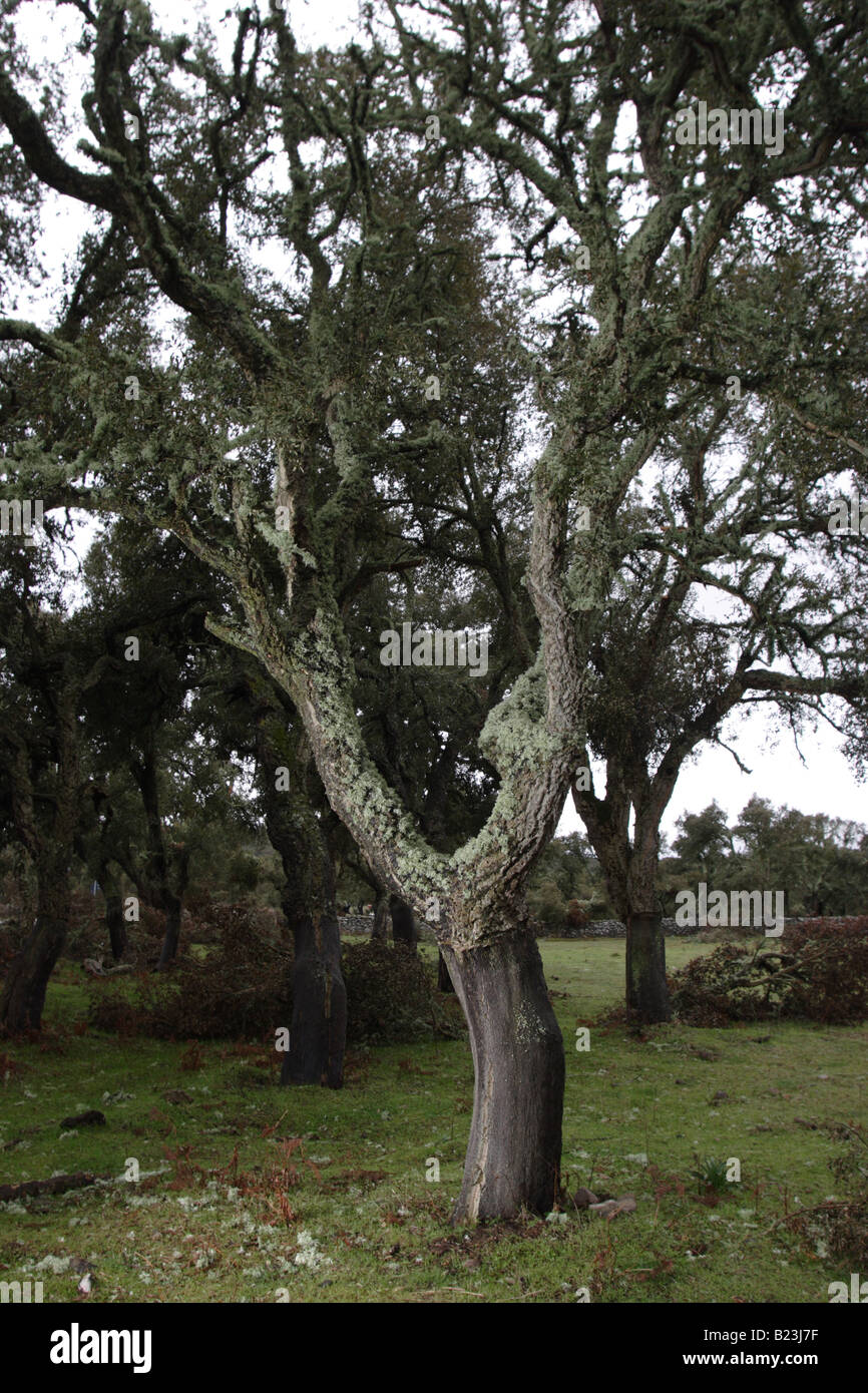 The Cork Oak (Quercus suber) is a mediumsized, evergreen oak tree in