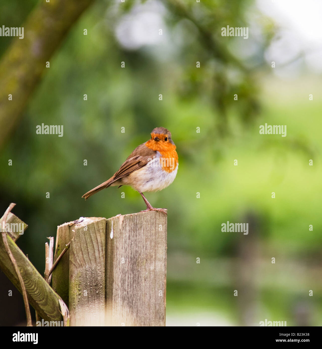 Robin bird sitting on post Stock Photo
