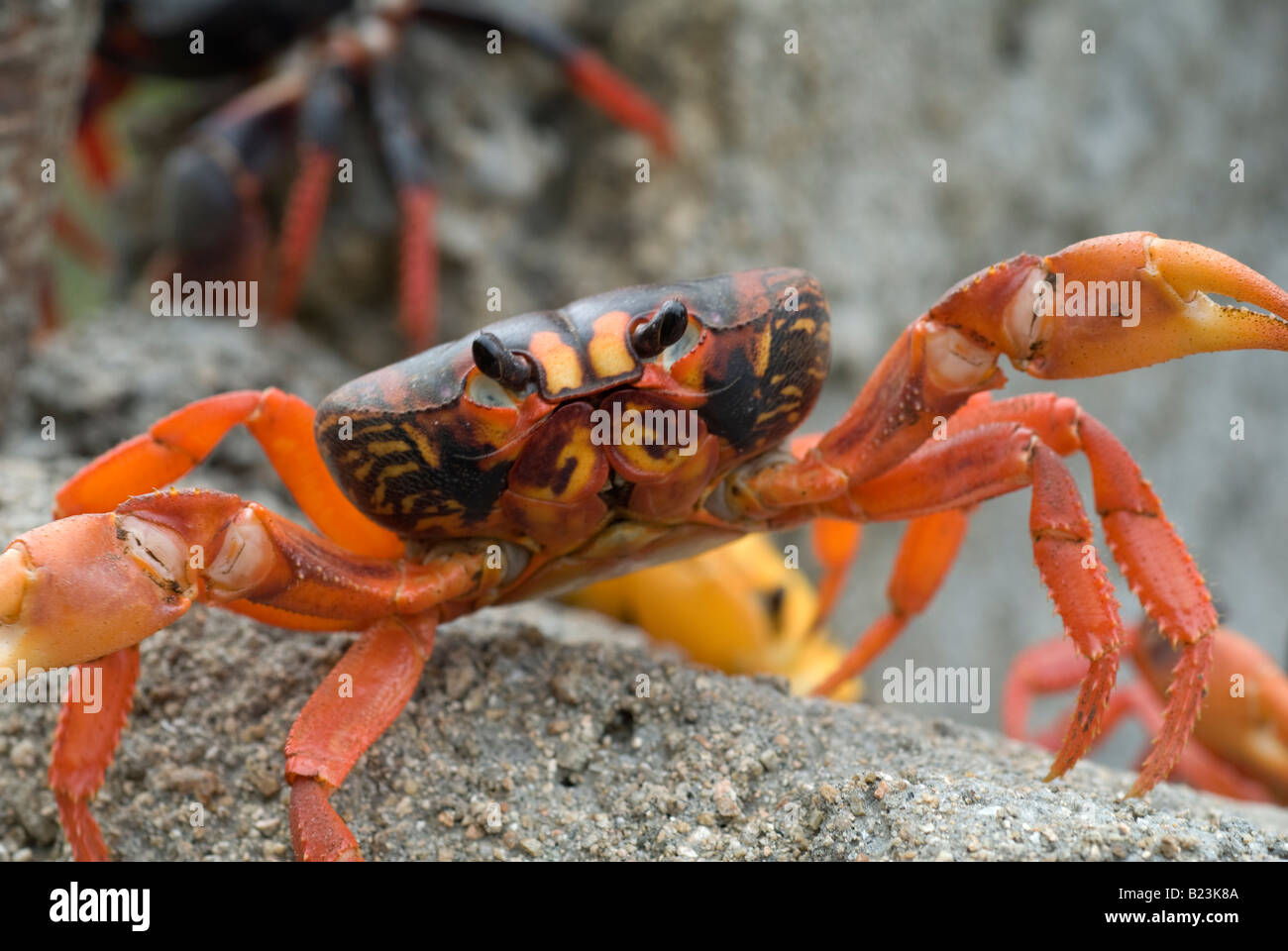 Gecarcinus ruricola land crab, Cuba Stock Photo Alamy