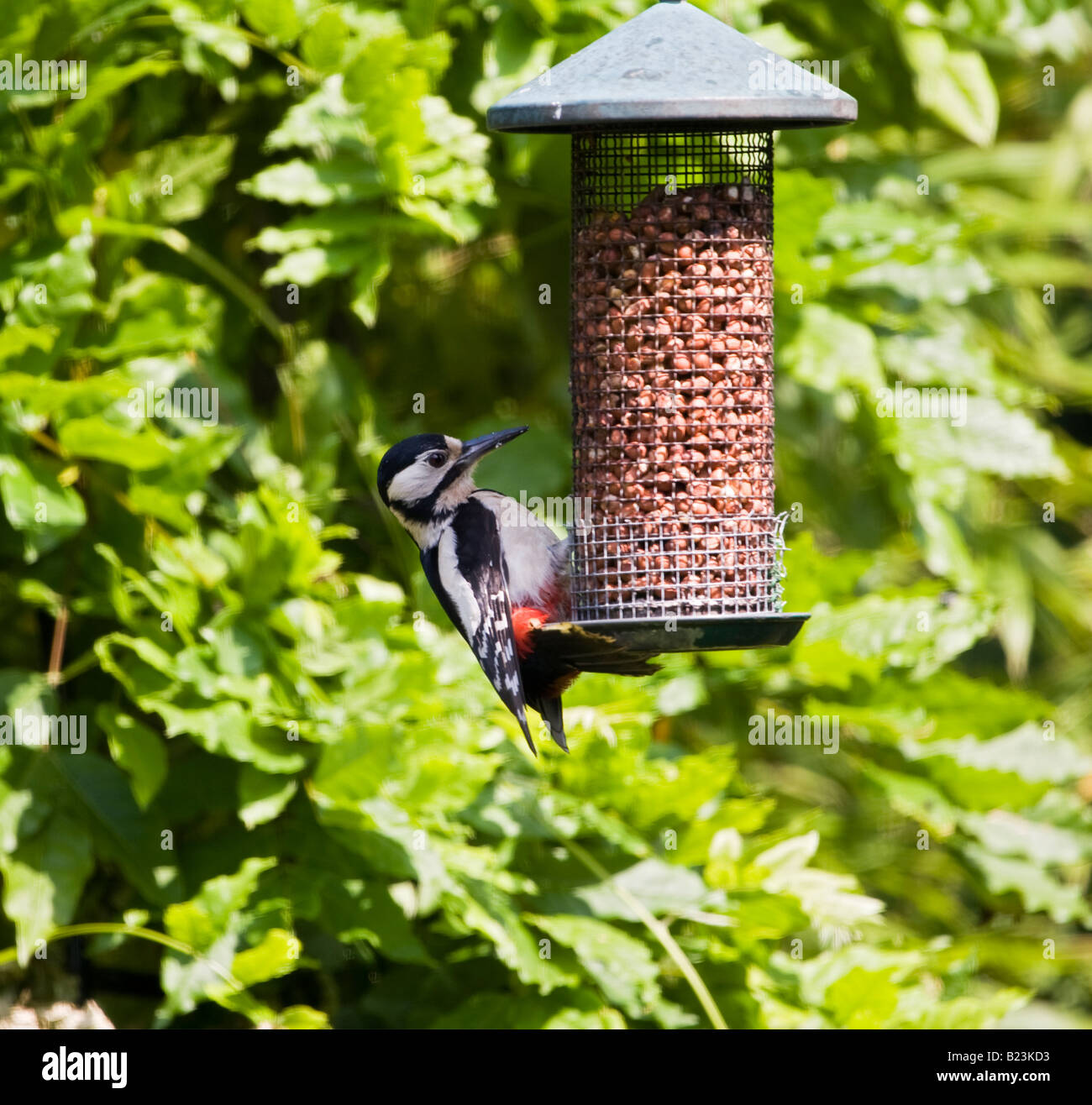 woodpecker peanuts