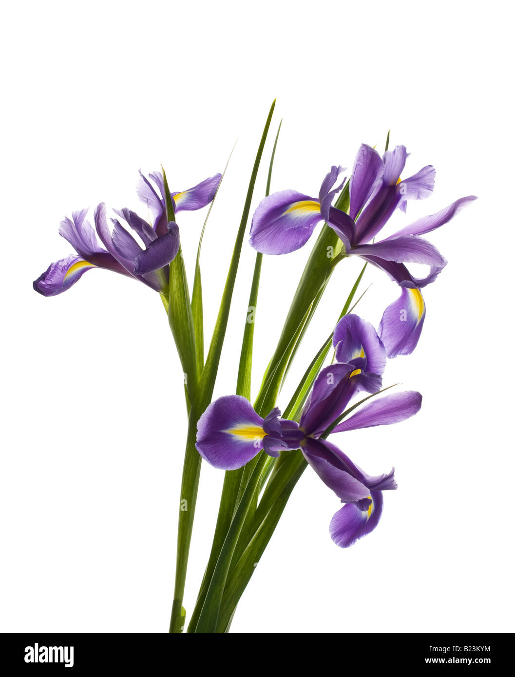 Bunch of Irises against white background Stock Photo