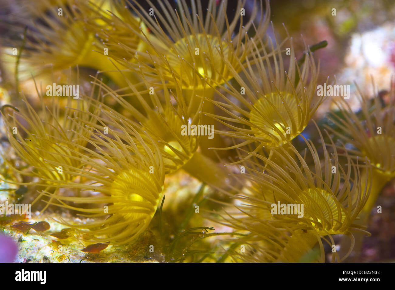 Parazoanthus sp Gracilis, soft coral, indo-pacific ocean reef cnidaria invertebrates aquarium aquaria horizontal Roberto Nistri Stock Photo
