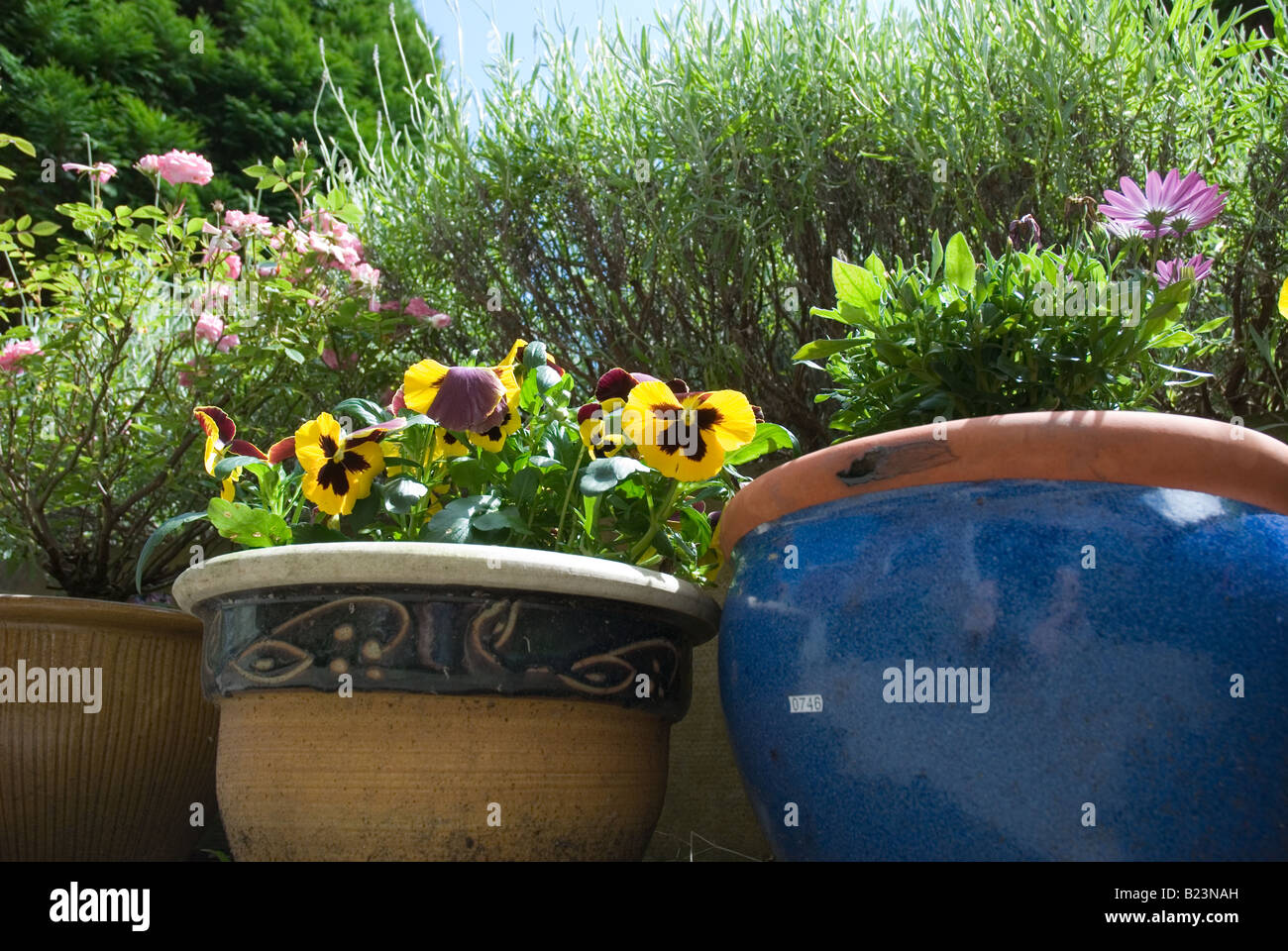 Garden Pot Plants Garden Pot Plants