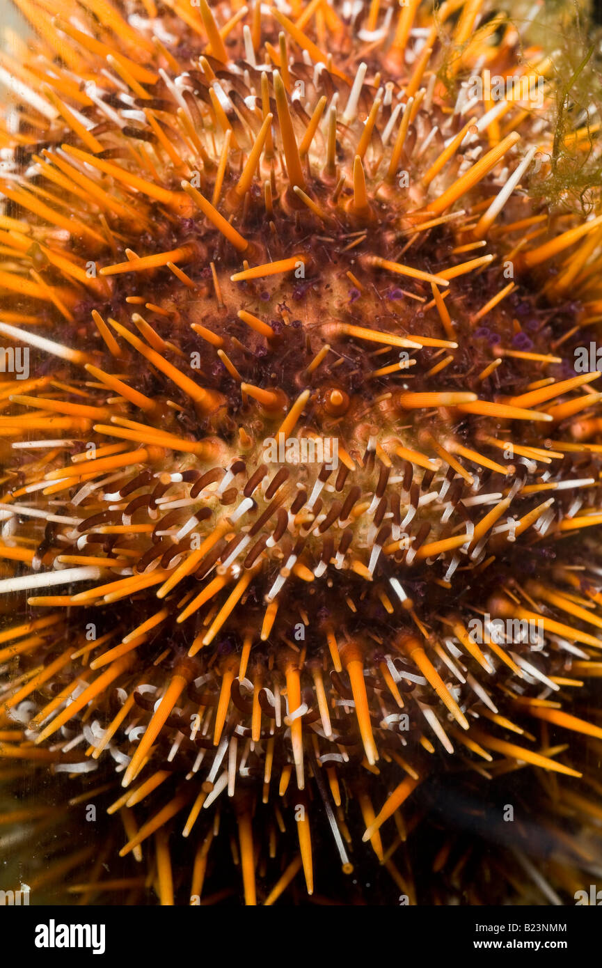 Tripneustes gratilla, Spawning collector Urchin, indo-pacific ocean Stock Photo