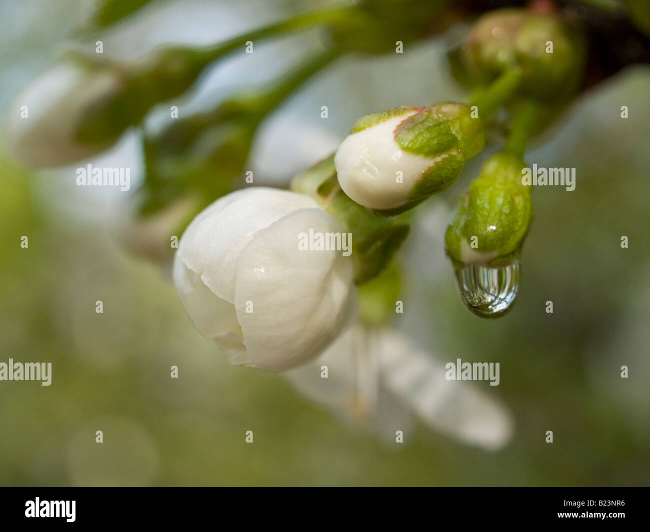 Sour Cherry - Prunus cerasus Stock Photo