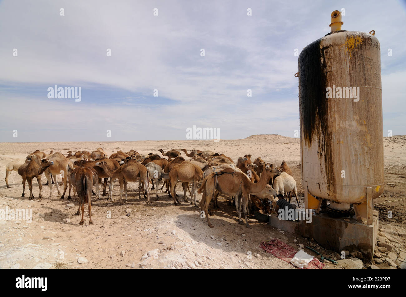 Camel herd on a water hole in the saharan desert Western Africa Mauritania Africa Stock Photo