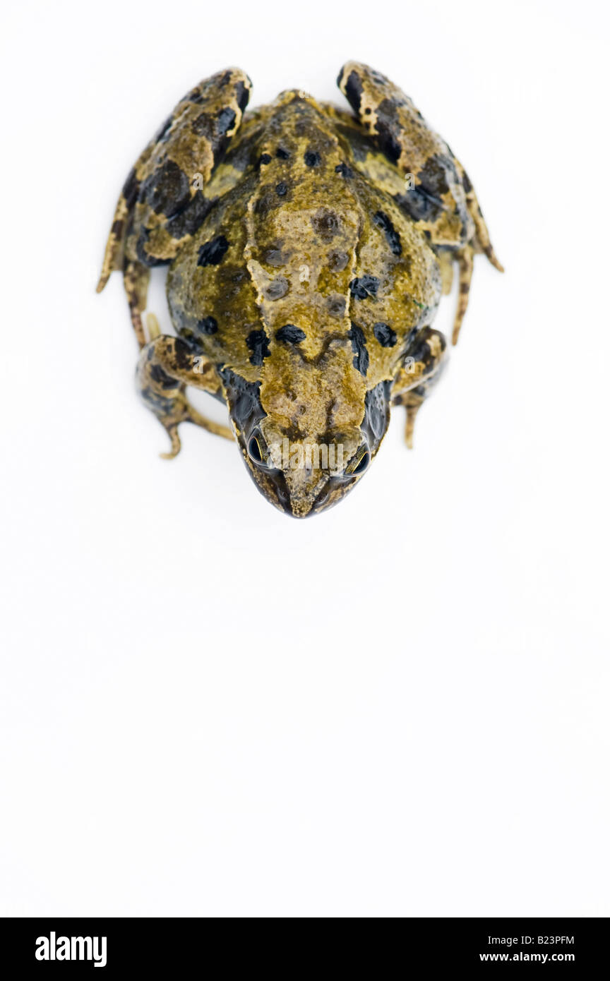 Rana temporaria. Common Frog on a white background Stock Photo - Alamy