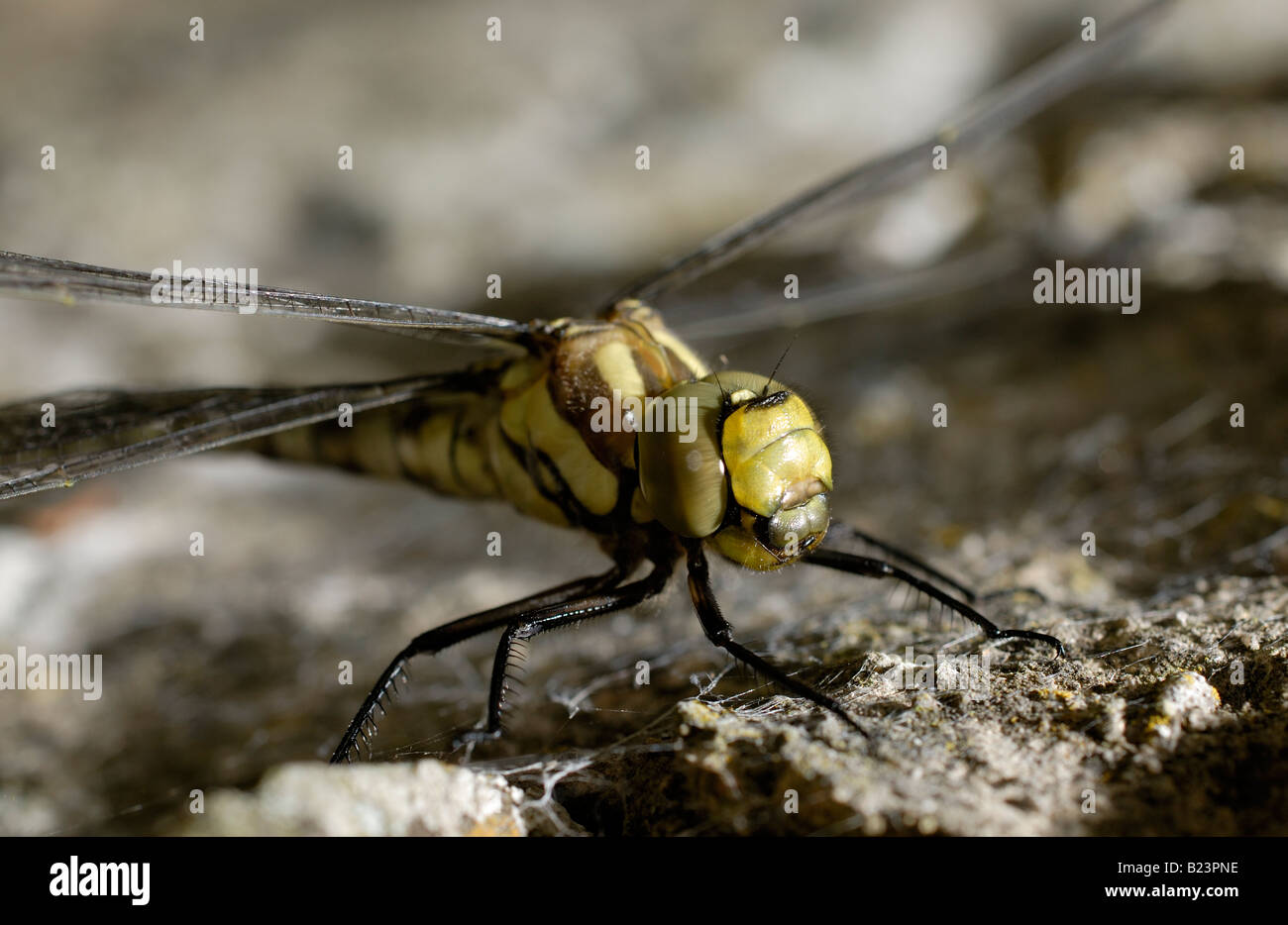 Closeup of the head, thorax & part of the abdomen of a newly emerged ...