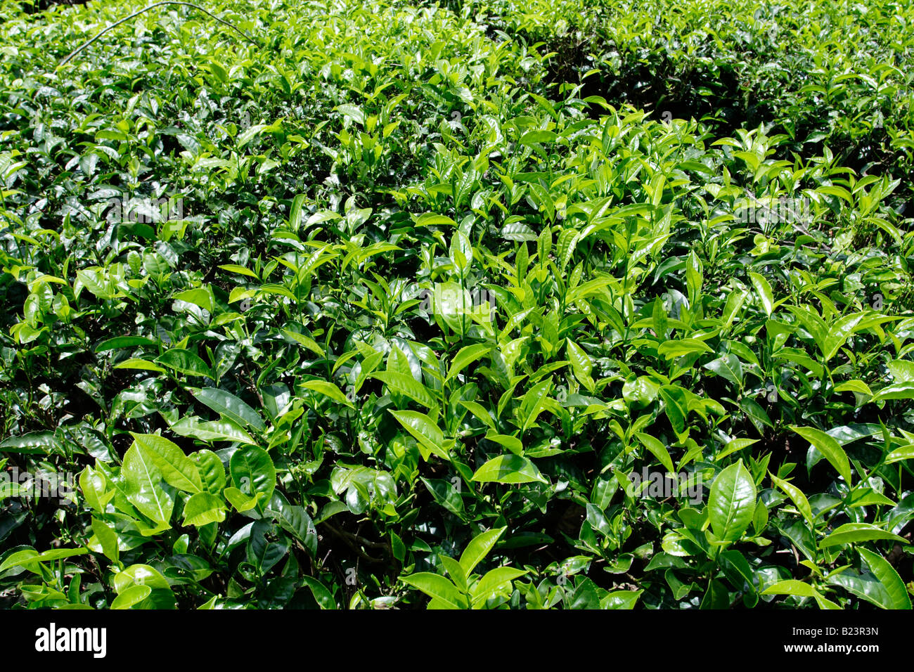 Tea plant at Cameron Highland in Malaysia. Stock Photo