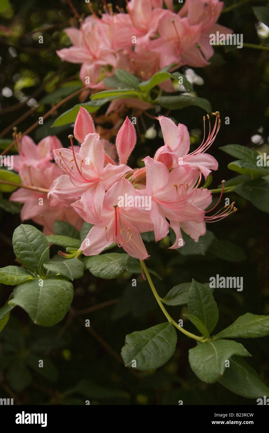 Garnish island ireland hires stock photography and images Alamy