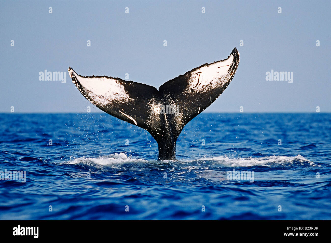 Picture of a whale tail