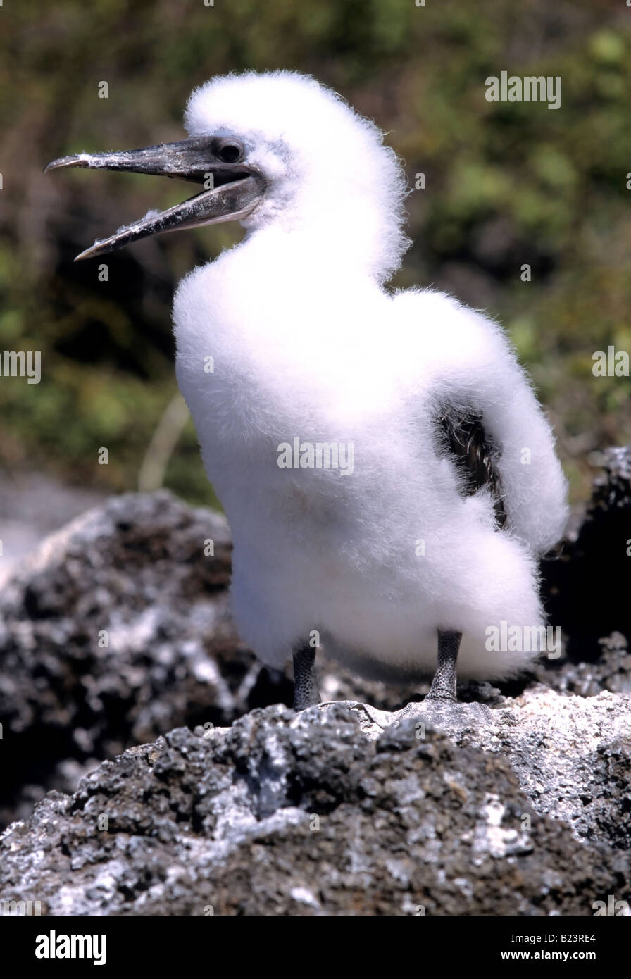 A baby masked booby Sula dactylatra squawks Stock Photo