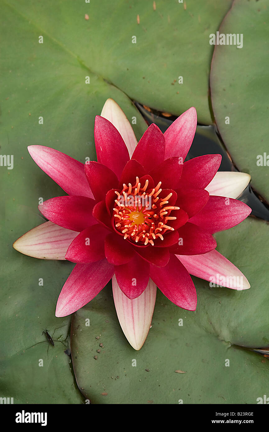Water Lily of Garnish Island in Ireland Stock Photo Alamy