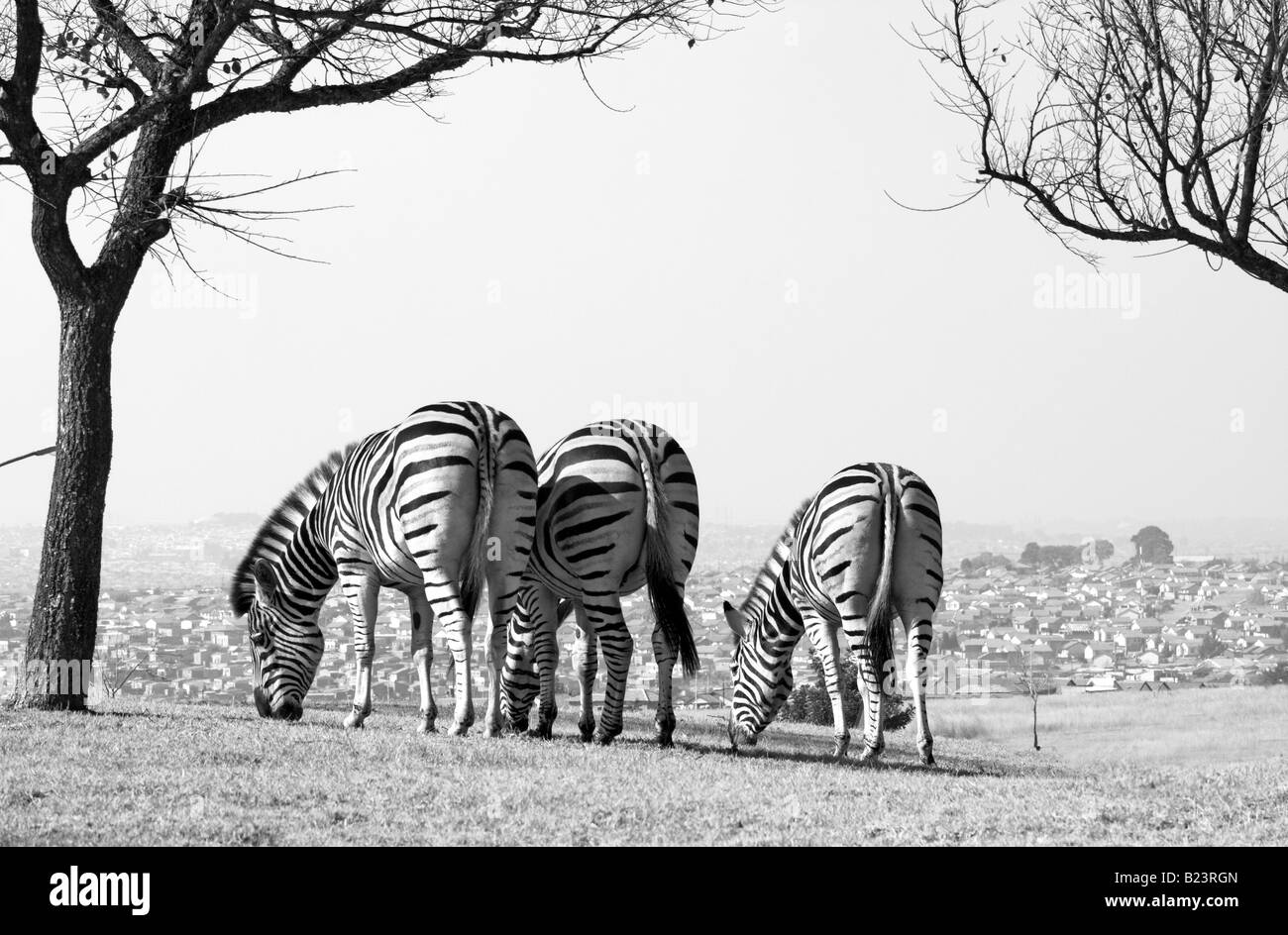 Two zebra facing Black and White Stock Photos & Images Alamy