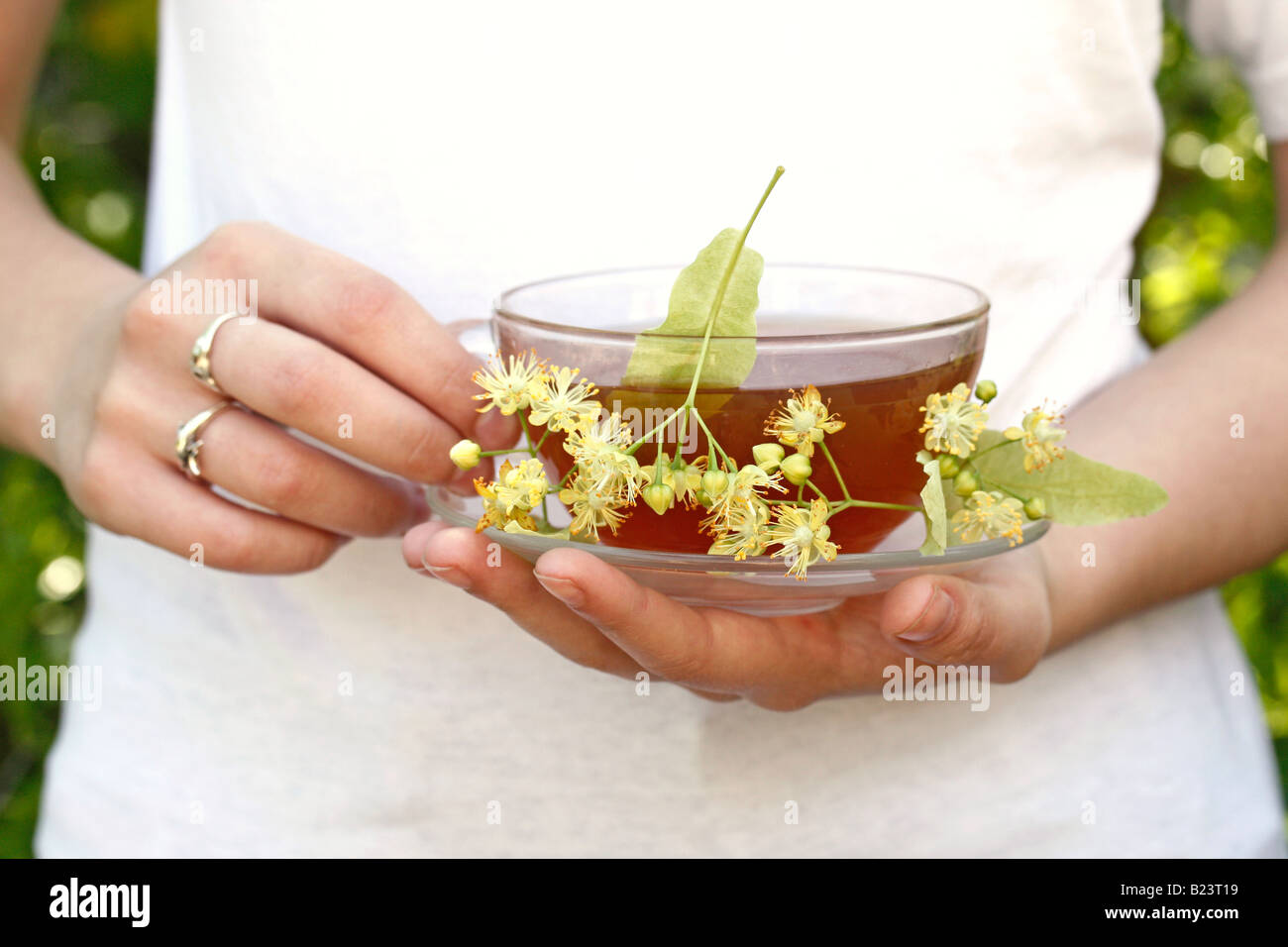 Common lime or linden tree infusion (Tilia platiphyllos Stock Photo Alamy