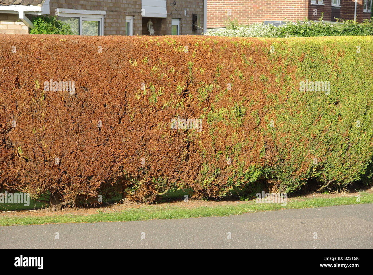 Roadside view of partly dead conifer garden hedge on perimeter of domestic property after attack by aphids spreading towards green growth England UK Stock Photo