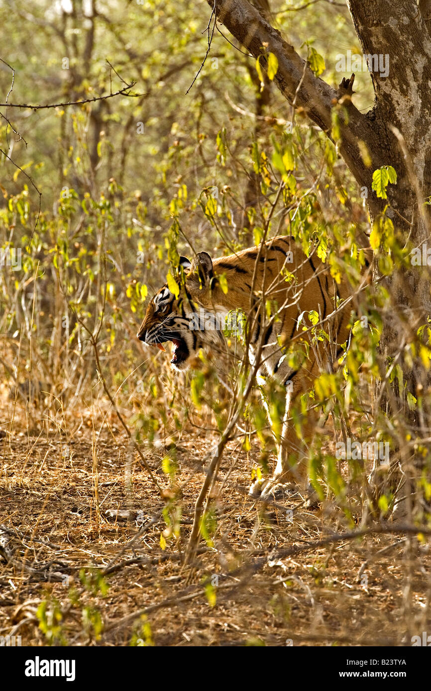 Wild tiger snarling from behind a bush in the jungles of Ranthambhore Stock Photo