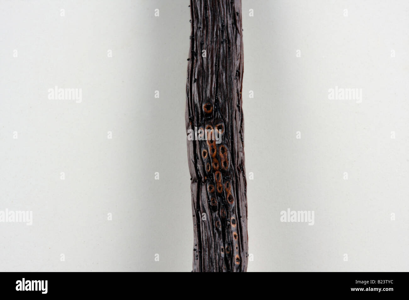 clip image vanilla bean or pod Stock Photo