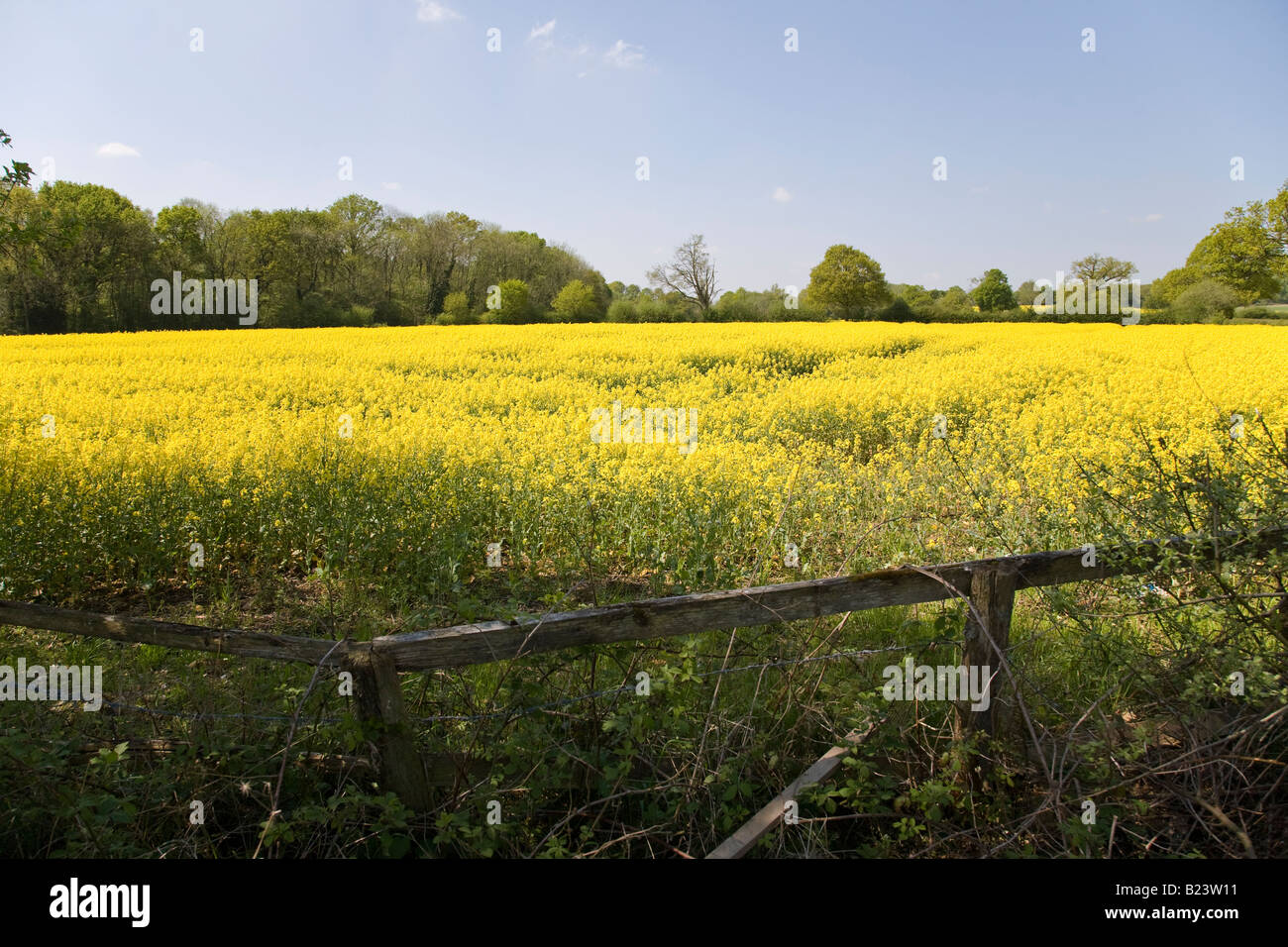 An oil seed rape crop in full flower, West Sussex, England Stock Photo ...
