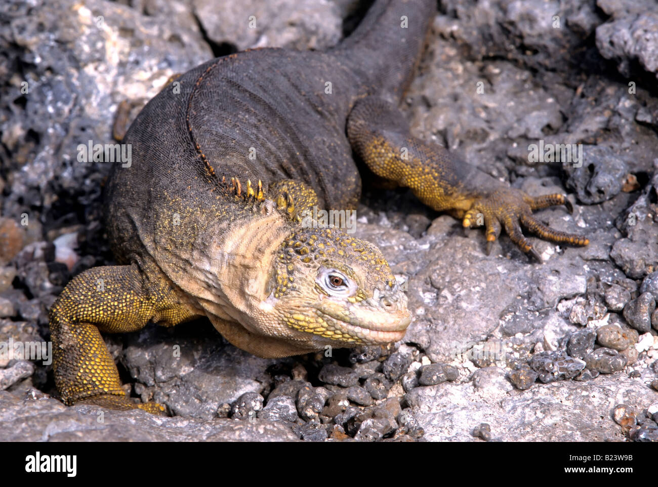 A land iguana conolophus subcristatus prowls through the rocks on South Plaza Island in the Galapagos Islands of Ecuador Stock Photo