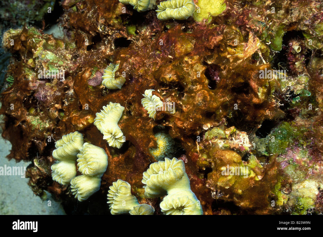Coral reef invertebrate algae hi-res stock photography and images - Alamy
