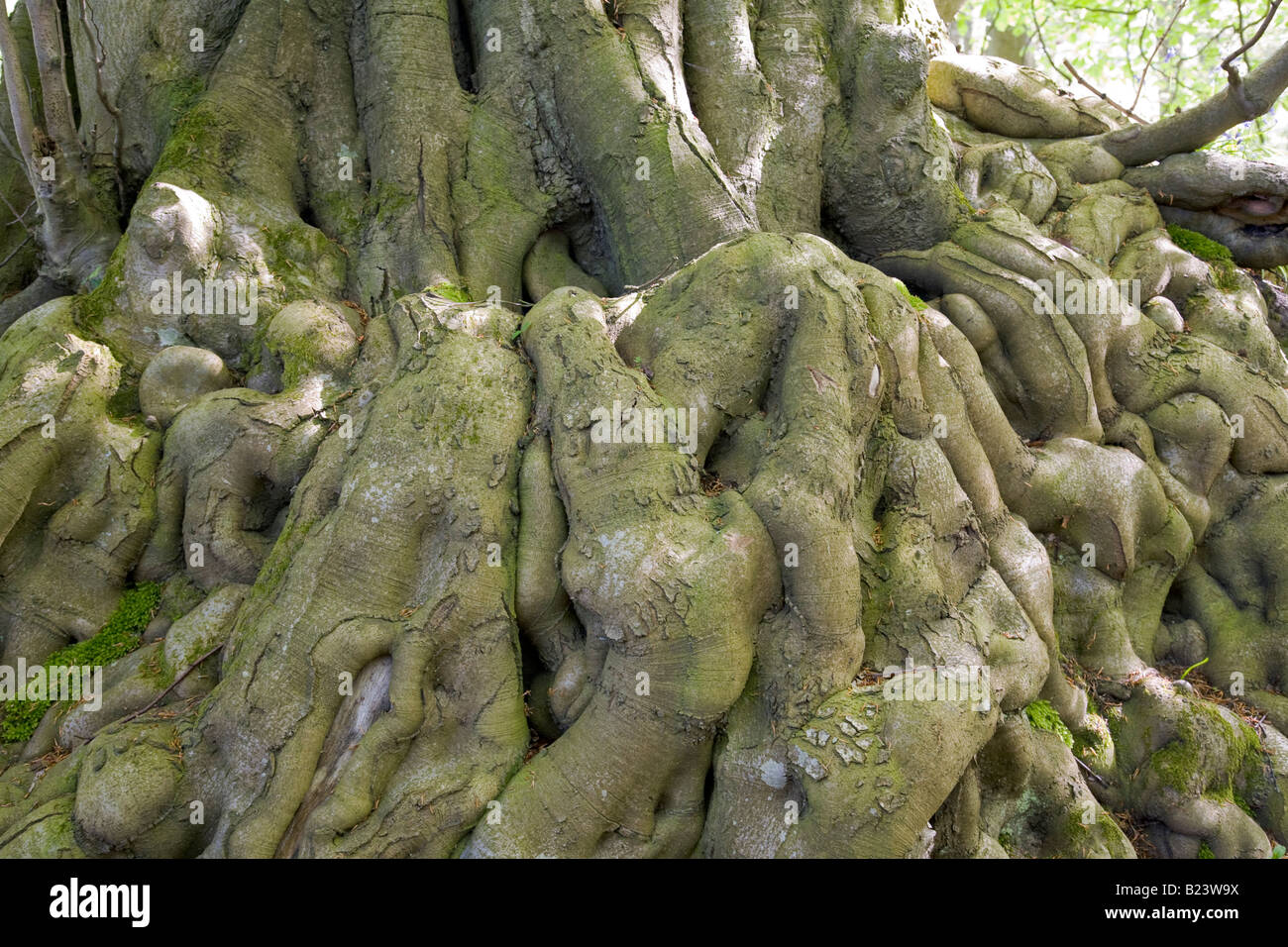 Knarled old roots of a beech tree in a wood in West Sussex, England. Stock Photo