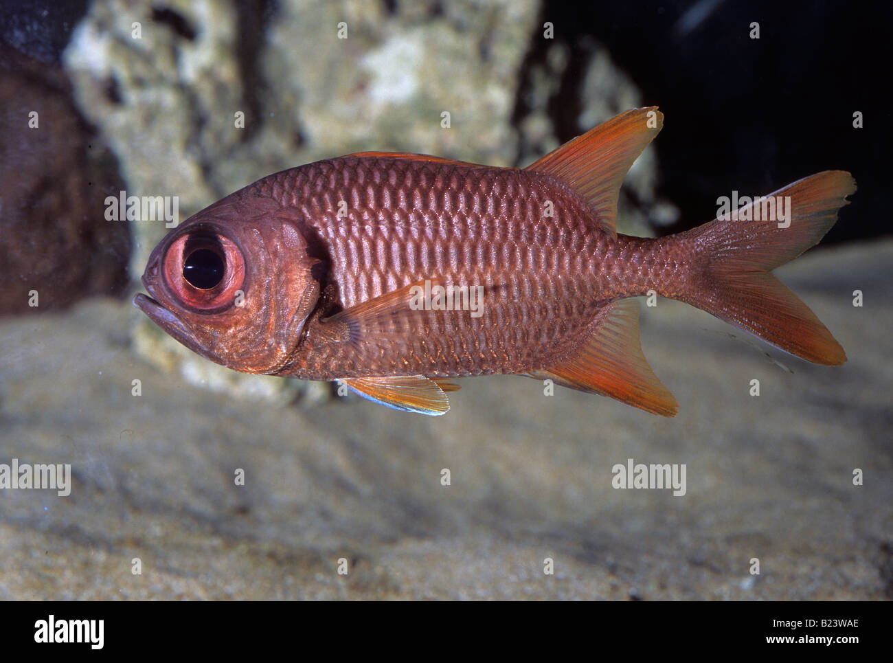 Myripristis violacea, Squirrel Fish, Holocentridae, Indo-pacific Ocean Stock Photo