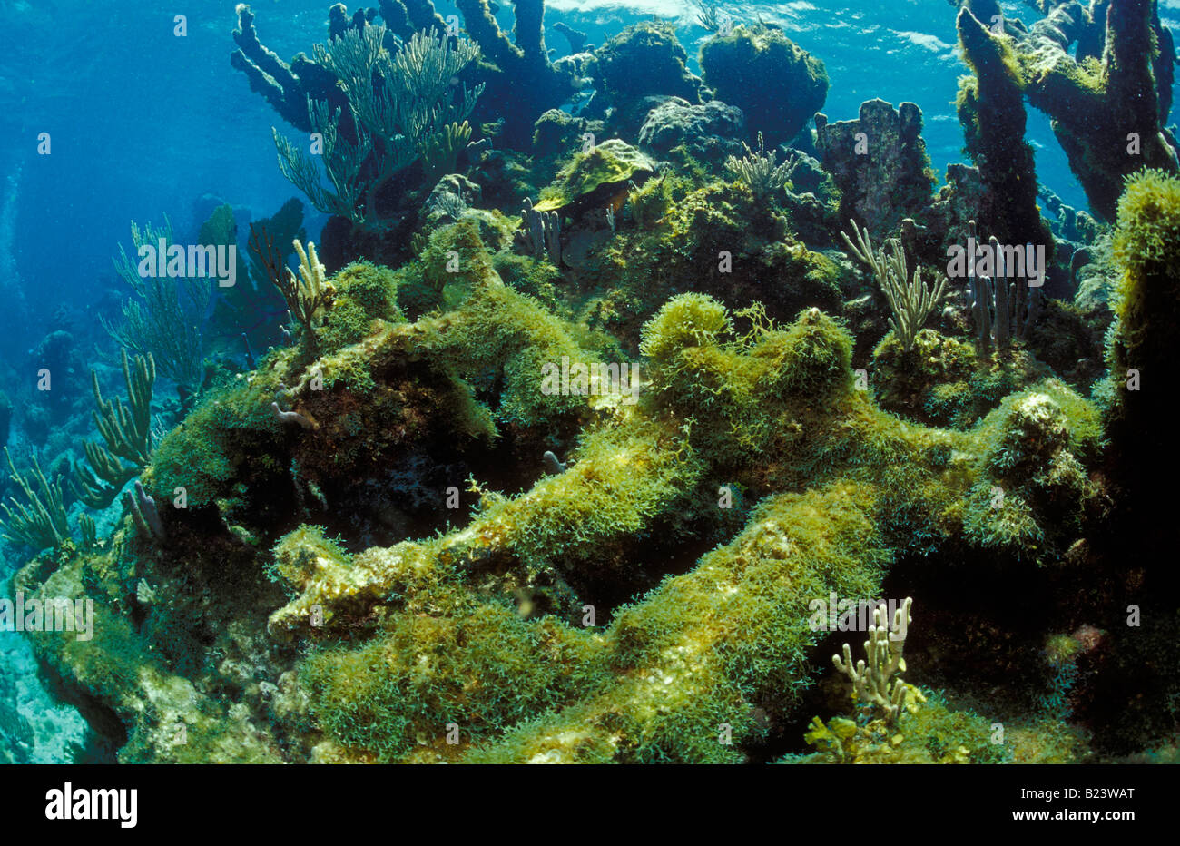 Algae growing on reef. Stock Photo