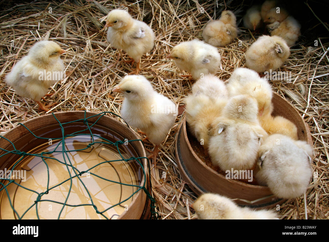 many small hen chicks on straw bed in farm yard Stock Photo Alamy