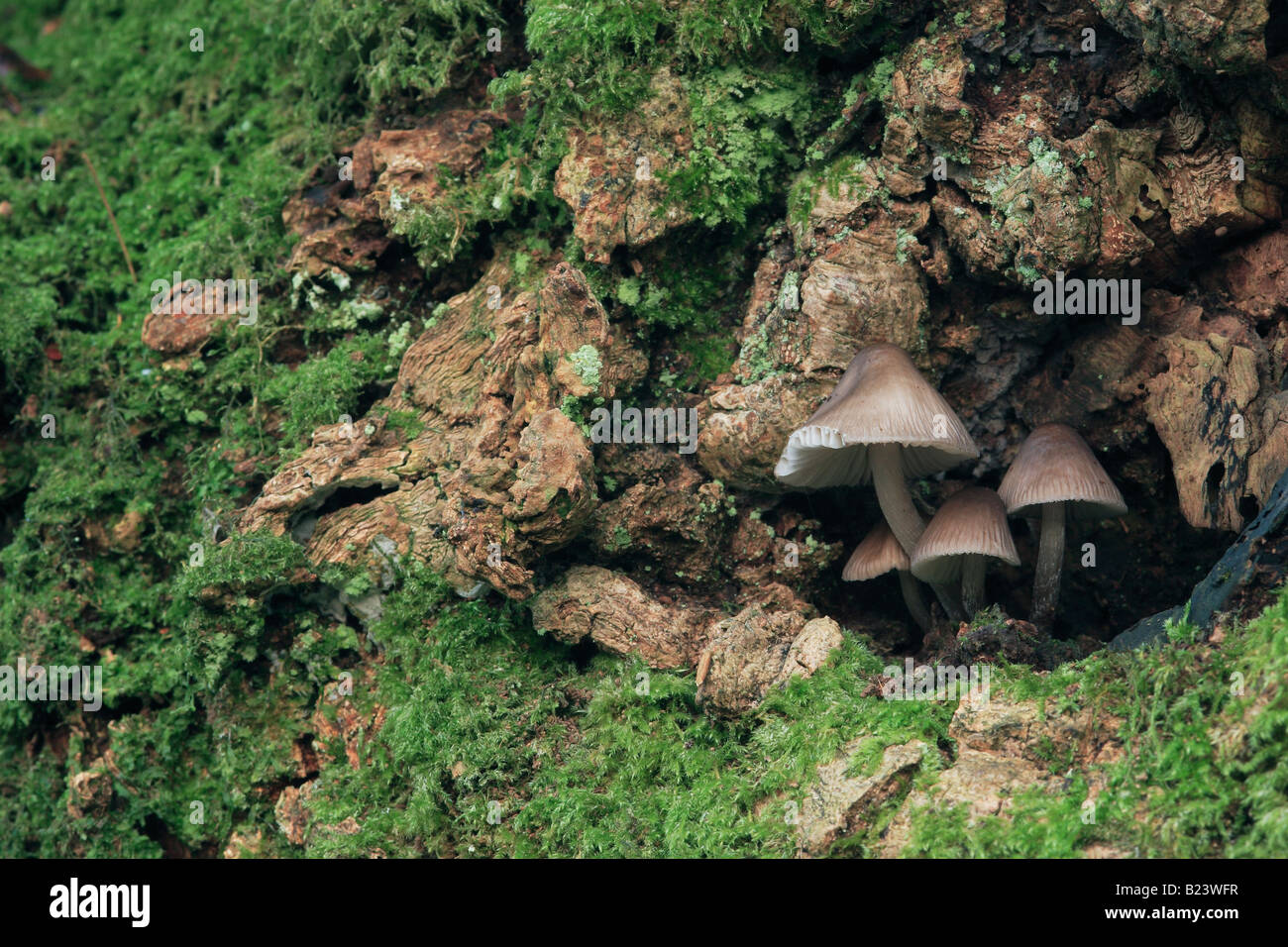 Mushroom Clump in Mossy Tree Hollow. (Entoloma or Inocybe) Stock Photo