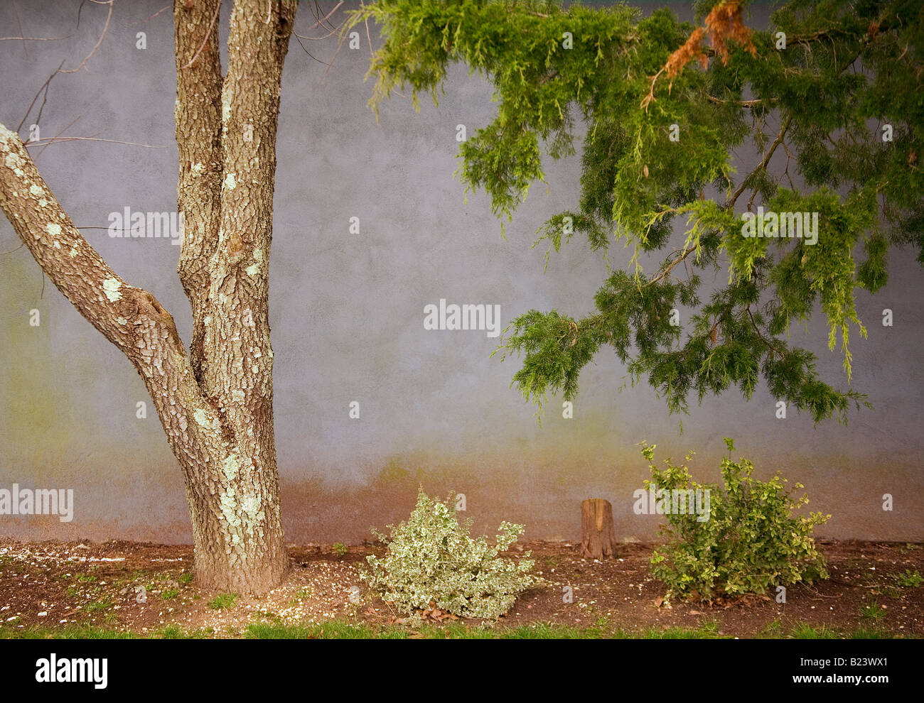 Tree and Wall Stock Photo Alamy