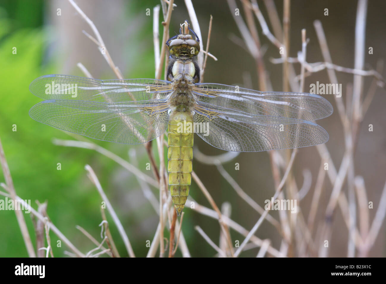 Broad-Bodied Chaser Dragonfly, Teneral Phase (Immature Adult). Lubellula depressa. Stock Photo