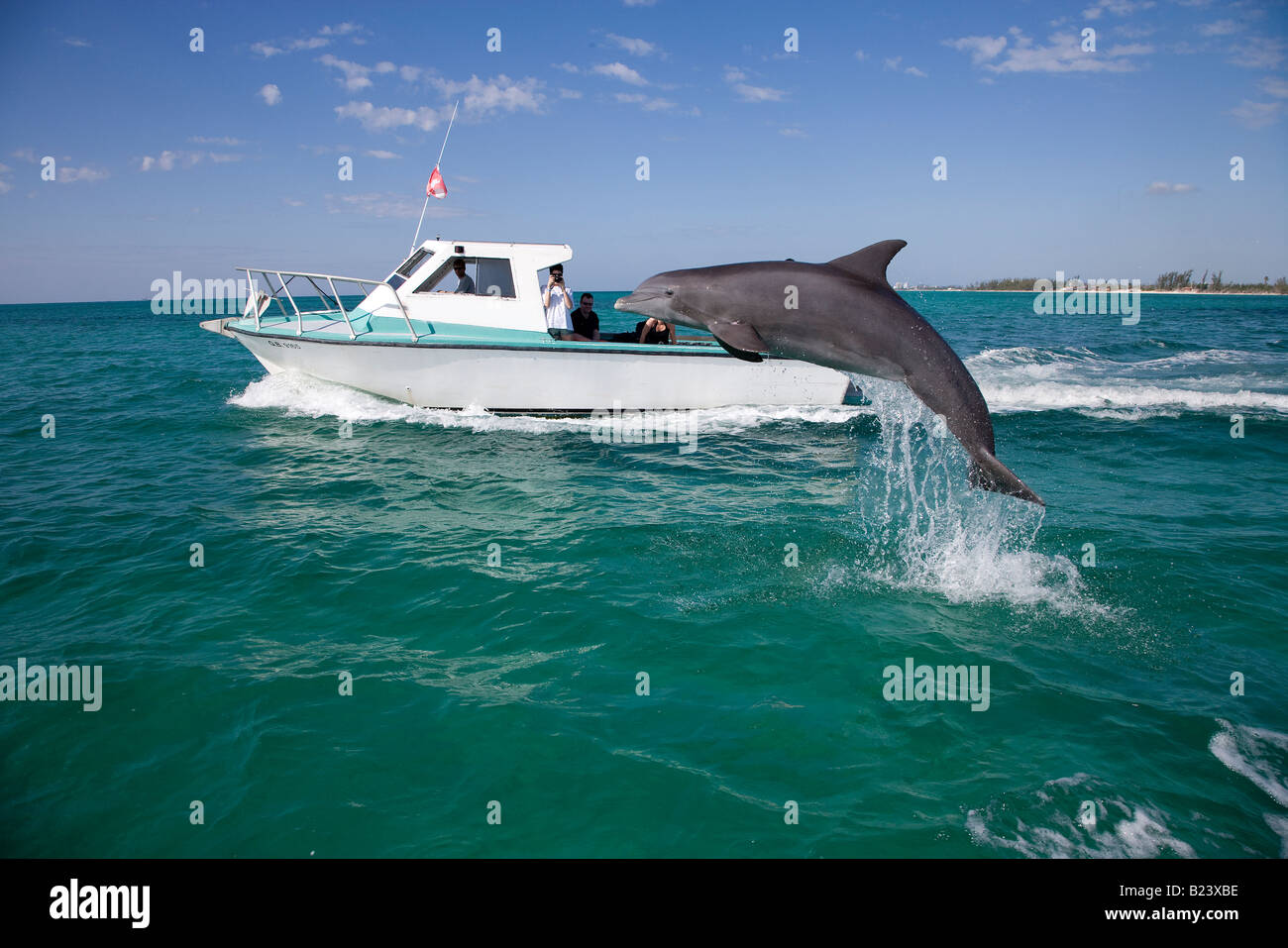 Free jumping dolphin at the Dolphin Experience, Freeport, Bahamas. Stock Photo