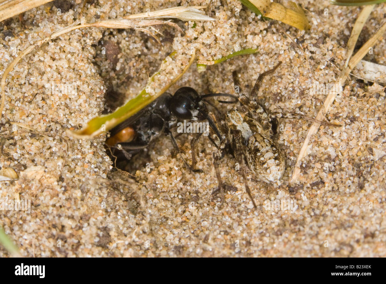 Spider-hunting Wasp (Pompilidae: Anoplius infuscatus) dragging a paralysed spider (Xerolycosa miniata) into its burrow Stock Photo