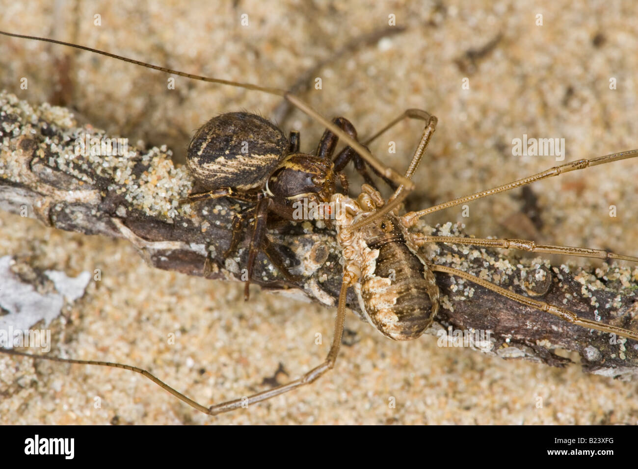 Crab Spider (Xysticus species) killing a common harvestman (Phalangium opilio) Stock Photo