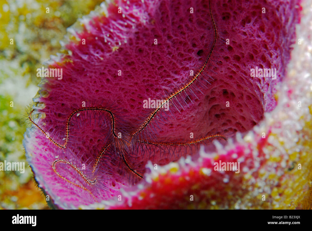 Spiny 'brittle star' Ophiothrix sp in Blue vase sponge Callyspongia plicifera 'Grand Bahamas' Stock Photo