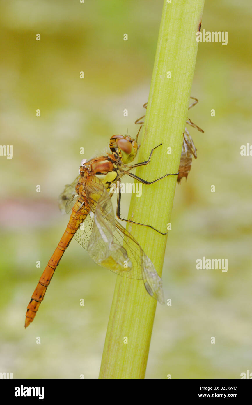 Common Darter Dragonfly (Sympetrum striolatrum) Stock Photo