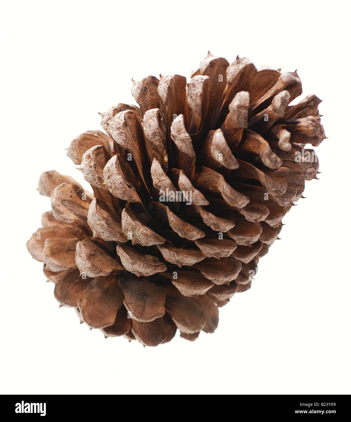 Large pine cone isolated on white background Stock Photo - Alamy
